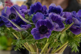 ​Our Favourite Winter Flowers