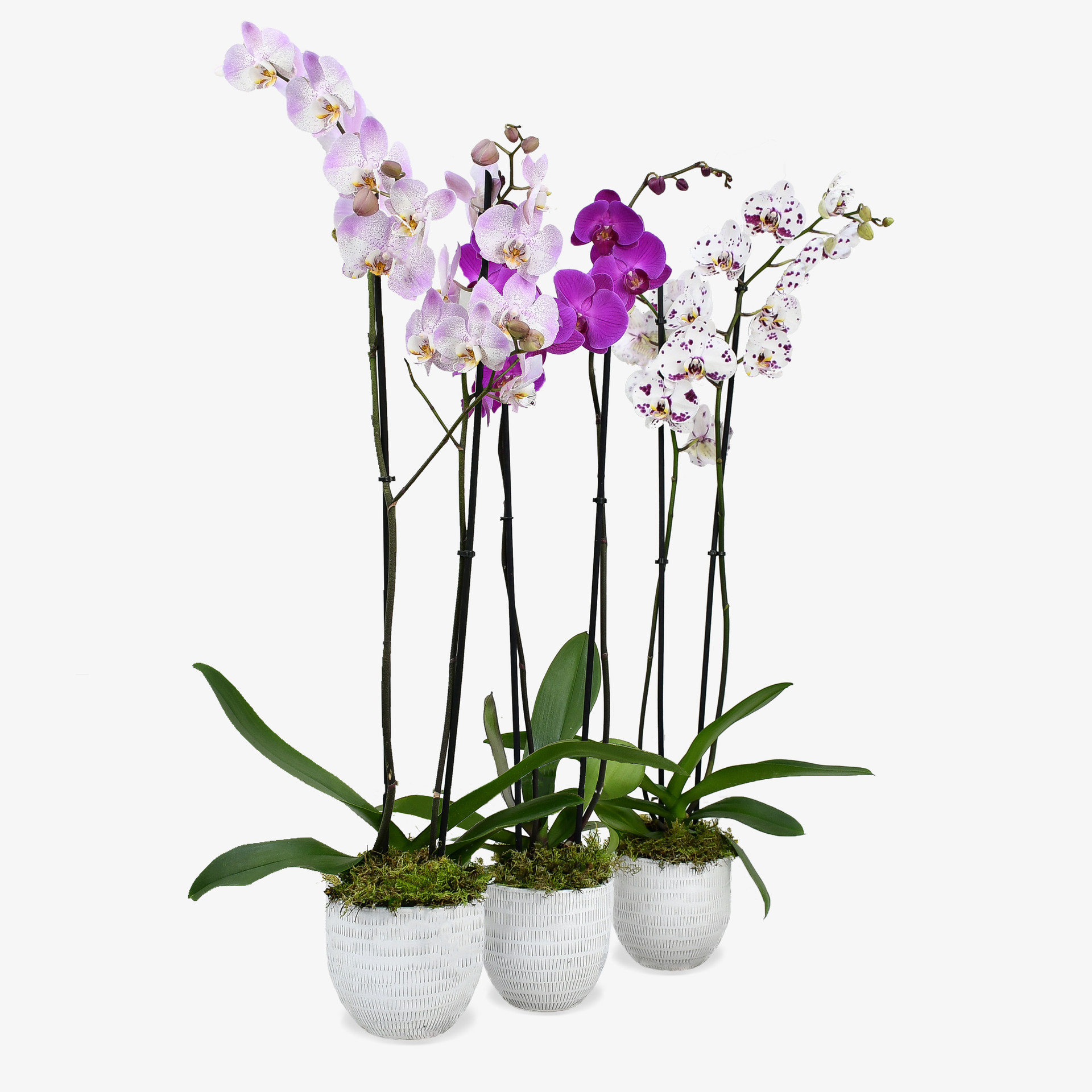 Orchids Delivery Plants Delivered London & UK Moyses Stevens