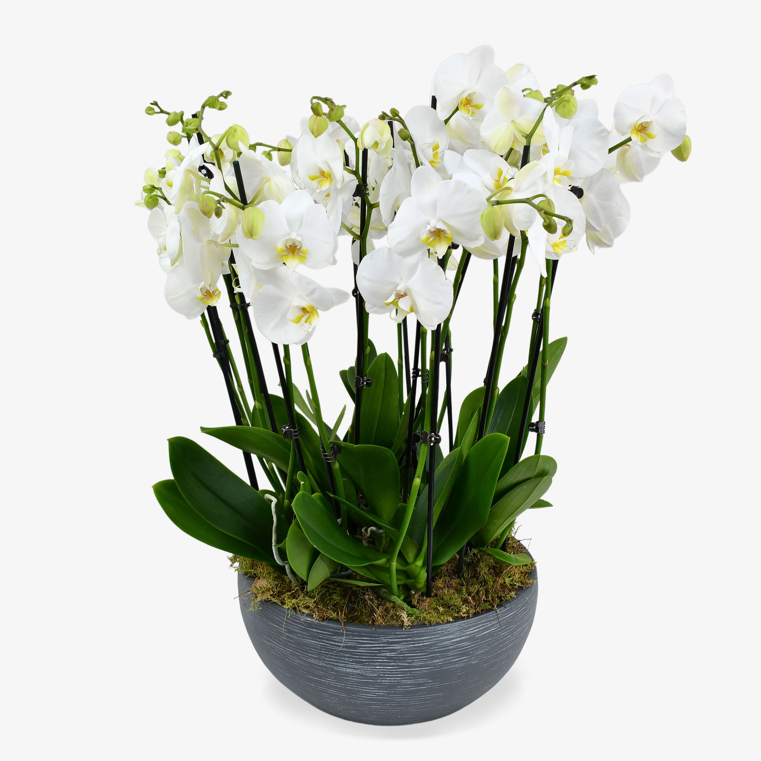 Heavenly Orchids Moyses Stevens Flowers