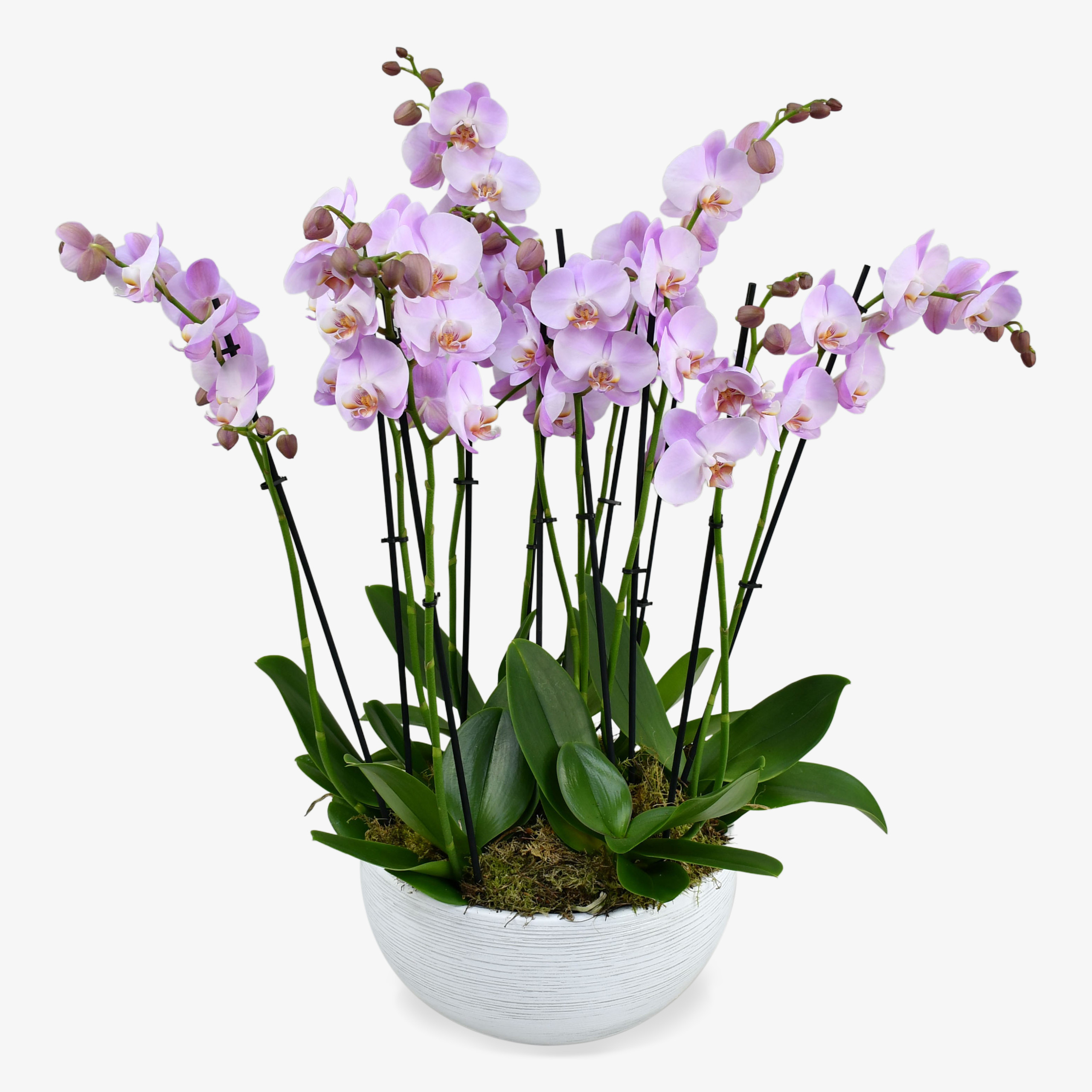 Candy Orchids Arrangements Orchids Delivered Moyses Stevens