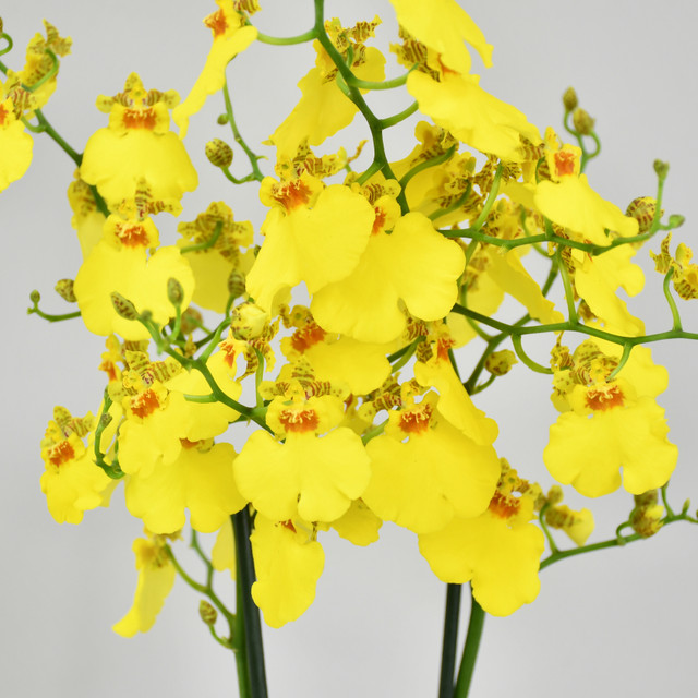 Oncidium