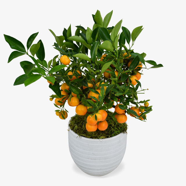 Orange Tree