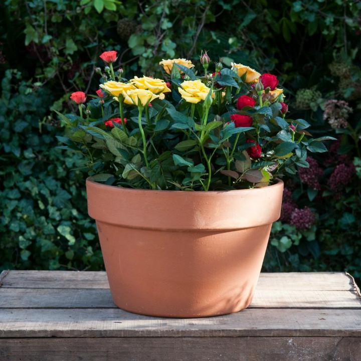 Planted Gifts Plant Gifts Online Moyses Stevens