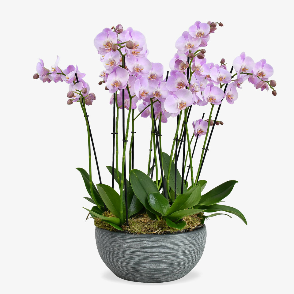 Orchids Delivery Plants Delivered London & UK Moyses Stevens