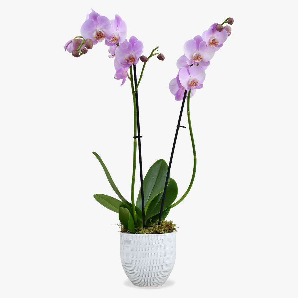 Orchids Delivery Plants Delivered London & UK Moyses Stevens