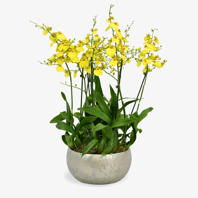 Dancing Lady Orchids Orchids Delivered Moyses Stevens