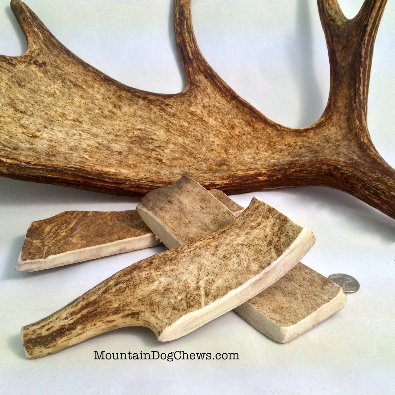 The Mammoth Elk Antler Chew Mountain Dog Chews