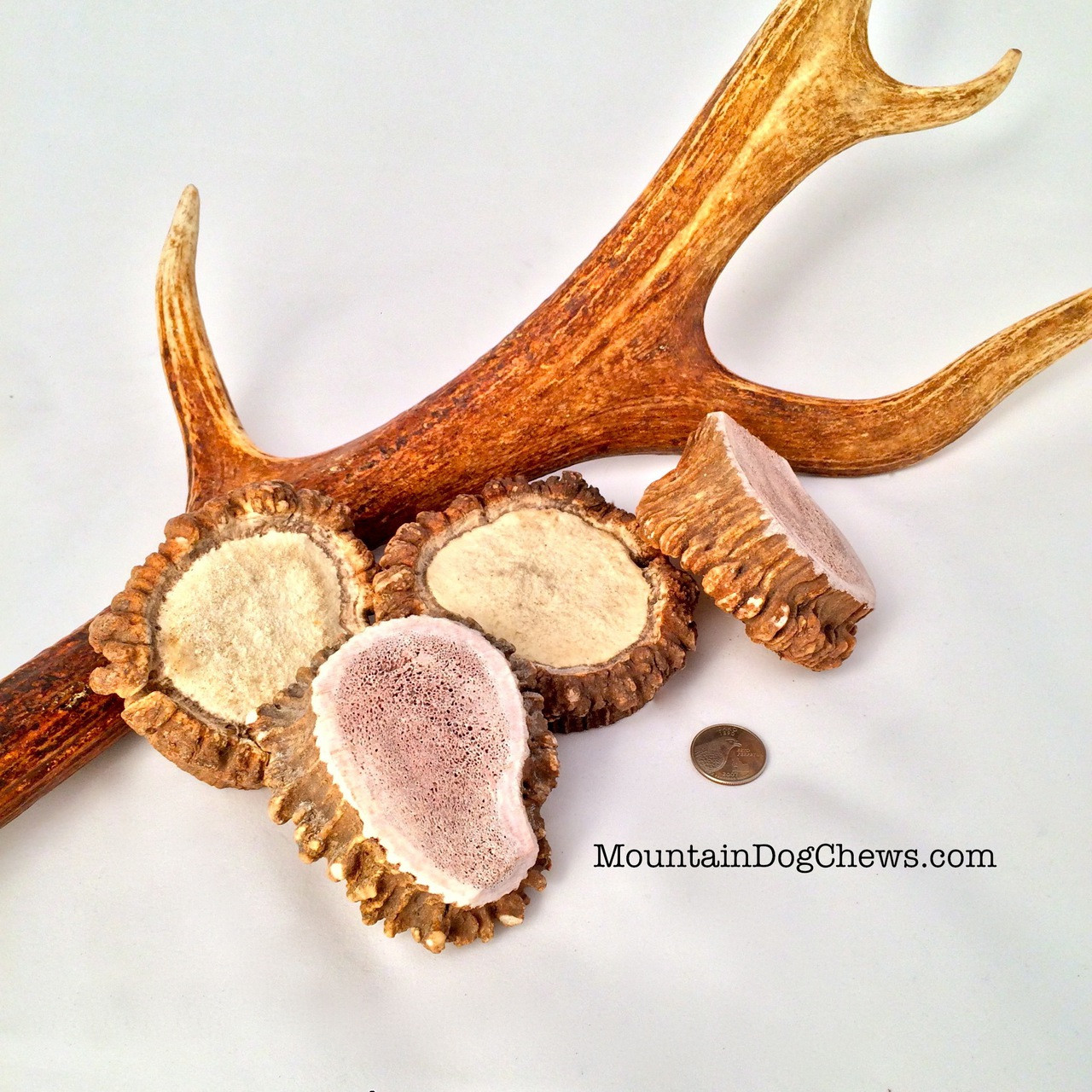 Mountain Medallions Elk Antler Burr Mountain Dog Chews