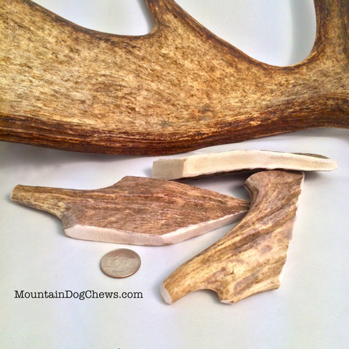 Mini Moose Paddle Chews from Mountain Dog! The perfect chew for Puppies and smaller Dogs! Even timid chewers are getting their mouths on these little munch-able Moose chews!