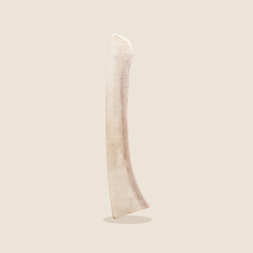 Mammoth Quartered Split Moose Antler Dog Chew, marrow side on a beige background