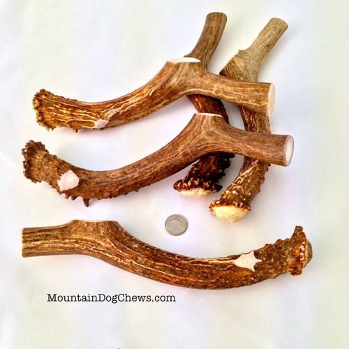 Mammoth Mule Deer Antler Chews from Mountain Dog! 
100% All-Natural Fun, Scrumptious and addictive Chewing!