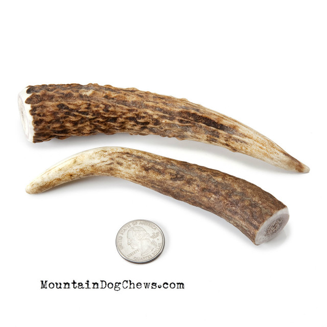 Petite Elk Antler Chew Mountain Dog Chews