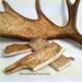 Medium Mountain Dog Moose Chews are much bigger than most "Large" Moose Chews you can find on the market!