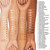 Beige CN 10 Alabaster VF