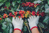 ​Sipping Splendor: Celebrating International Coffee Day with Café Milagro Costa Rica