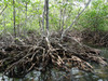 Mangroves Serve as Ecological Asset to Costa Rica