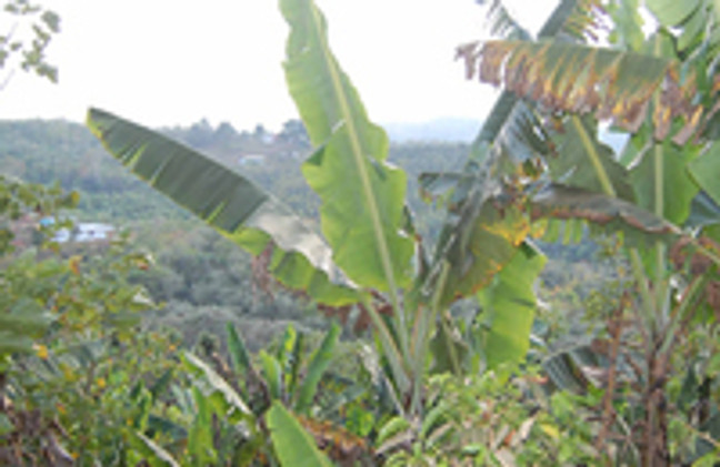 Shade Grown Coffee Farmers of Costa Rica are Proven World Leaders in Environmental Stewardship