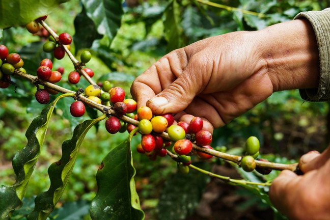 Costa Rica Coffee Culture: History, Traditions, and La Hora del Café
