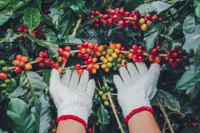 ​Sipping Splendor: Celebrating International Coffee Day with Café Milagro Costa Rica