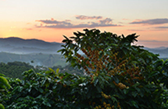 The Naranjo Coffee Region