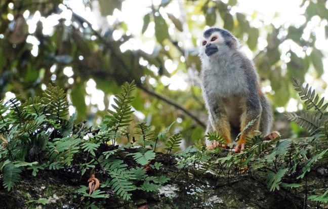 Spare a Moment for Costa Rica's Endangered Species