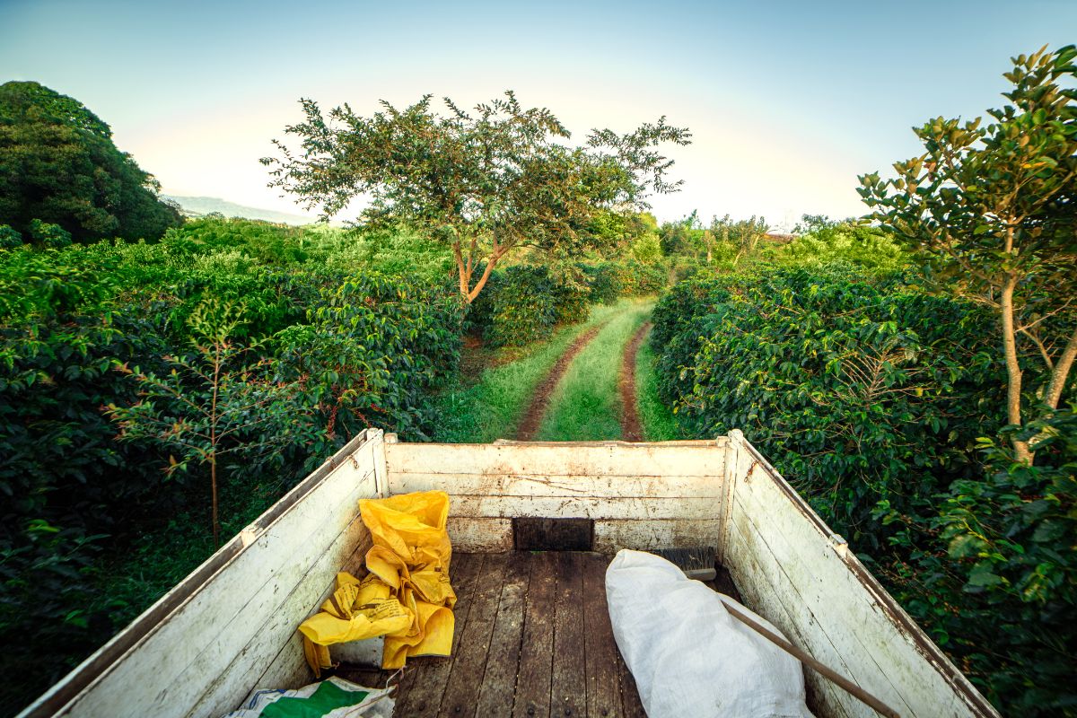 Exploring the Rich Coffee Regions of Costa Rica Exploring the Rich Coffee Regions of Costa Rica