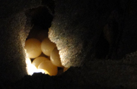 Turtle Season in Costa Rica Turtle Season in Costa Rica