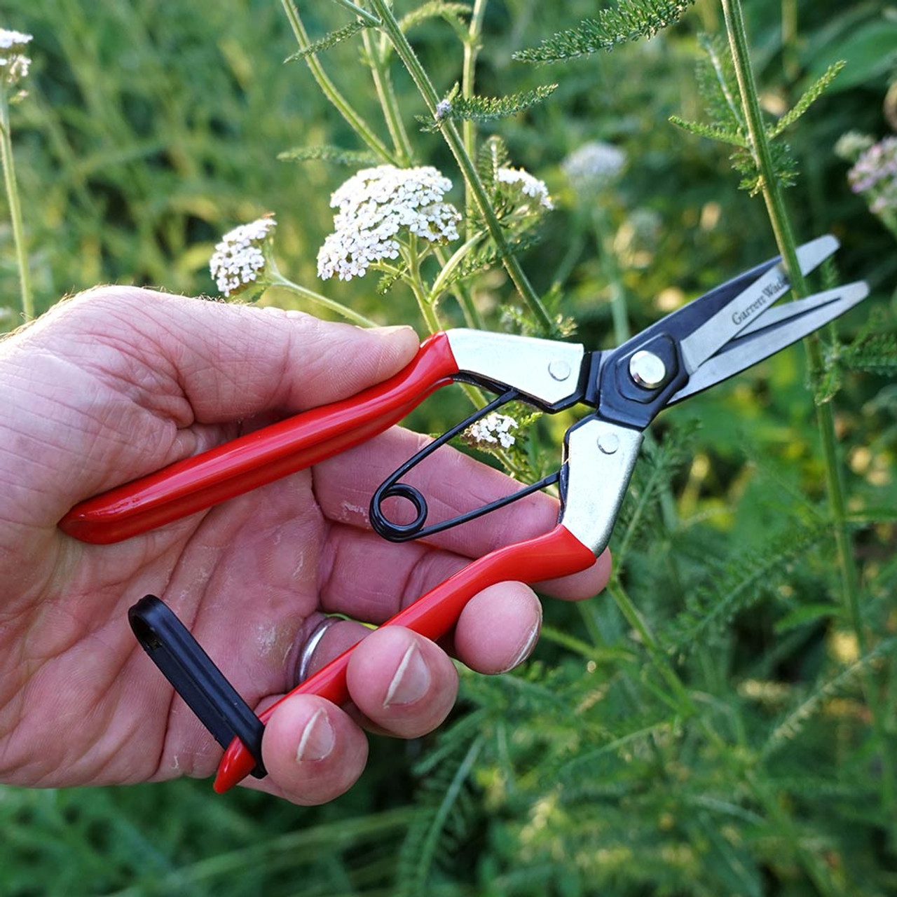 Long-Nose Fruit Scissor