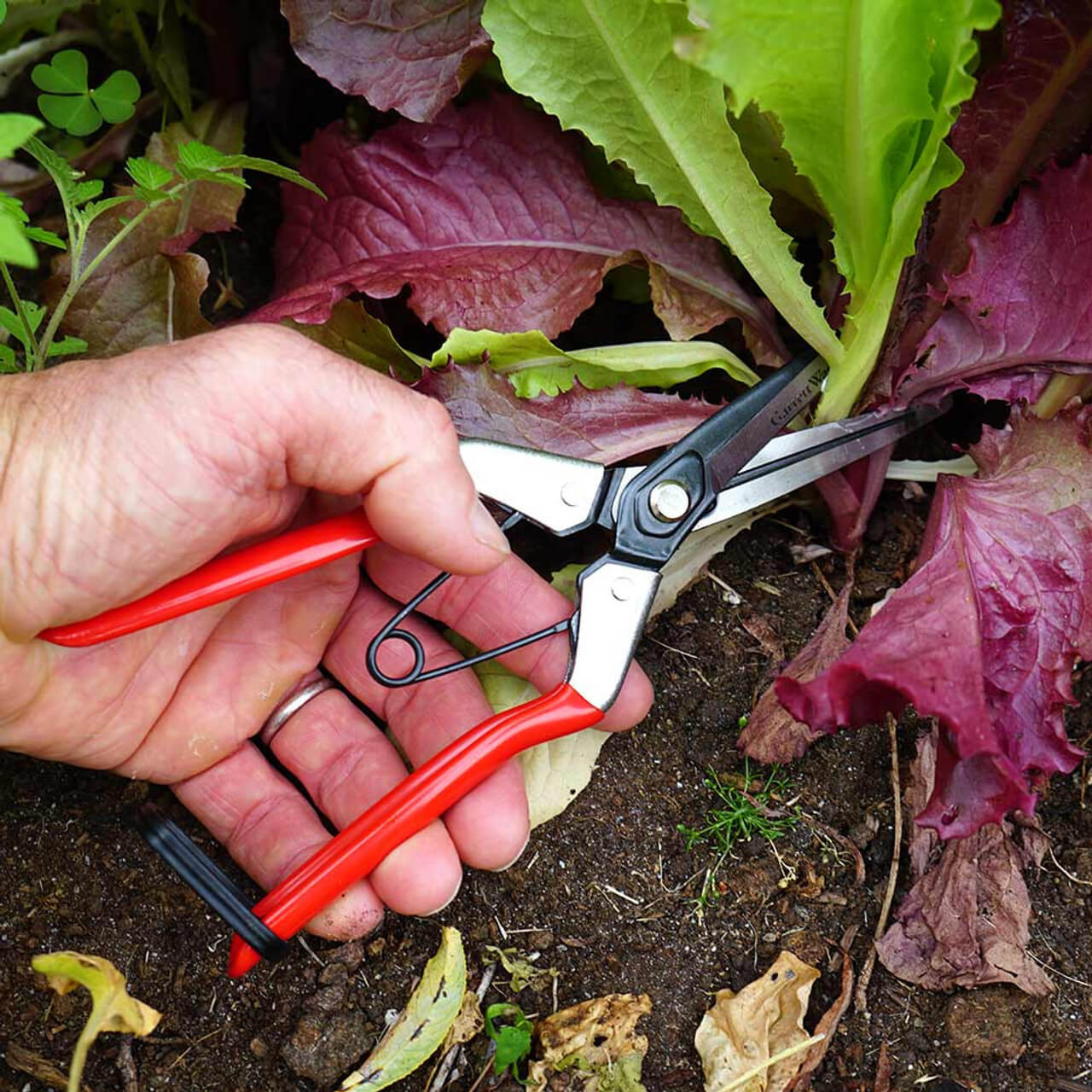 Fruit Scissor and Pruner