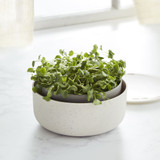 Microgreens Self Watering Grower