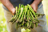 How to Grow Asparagus in a Raised Gardening Bed