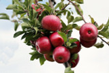 ​How to Pick, Plant, and Care for Backyard (or Balcony) Fruit Trees