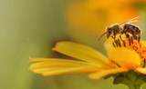 Simple Ways to Help the Bees