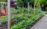 Annie’s Small Space Gardening Extreme Urban Farm