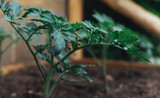 What is Lasagna Gardening? What is Lasagna Gardening?