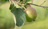 Pruning an Apple Tree with the Garrett Wade Pruning Saw