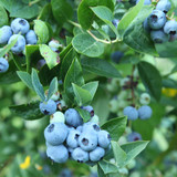 How to Prune Blueberry Bushes and Care for Blueberry Plants