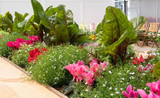 How to Make Your Edible Gardens Beautiful How to Make Your Edible Gardens Beautiful