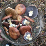 Growing Wine Cap and Shiitake Mushrooms