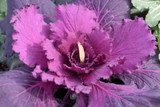 What Does Gardening Zone Really Mean? What Does Gardening Zone Really Mean?