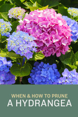 When and How to Prune a Hydrangea