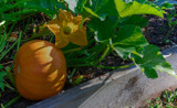 How to Have A Successful Raised Garden Bed How to Have A Successful Raised Garden Bed