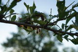 Gypsy Moth Caterpillars Meet the Zombie Apocalypse