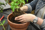 Repotting Plants: A Guide Repotting Plants: A Guide