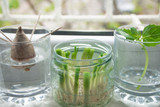 How To Re-Grow Vegetables From Kitchen Scraps?