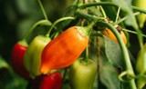 Growing Your Own Salsa Garden Growing Your Own Salsa Garden