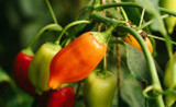 Growing Your Own Salsa Garden