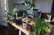 Inspiration for Your Winter Indoor Garden