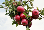 Craig’s New England Apple Bread