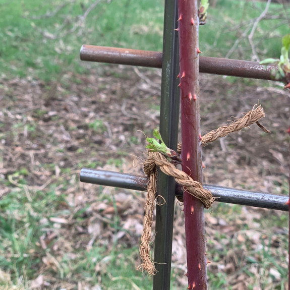 Interlocking Steel Garden Trellis